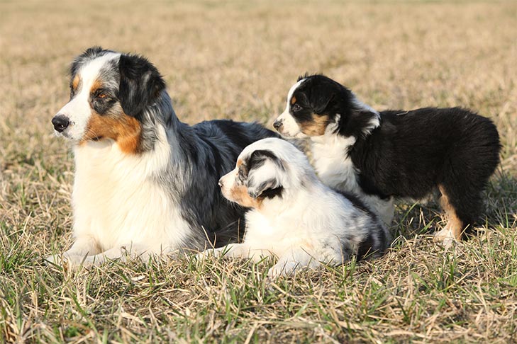 Australian-Shepherd-laying-outdoors-with-two-puppies