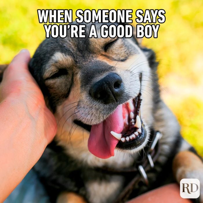 Dog-goodBoy