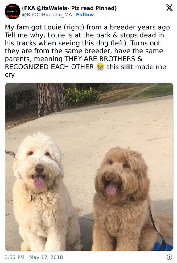Two fluffy dogs sit side by side, looking cheerful and relatable for dog owners